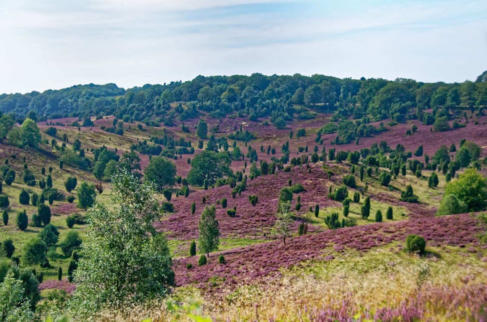 Nikon D7000 sample photo. Germany, l neburg heath photography