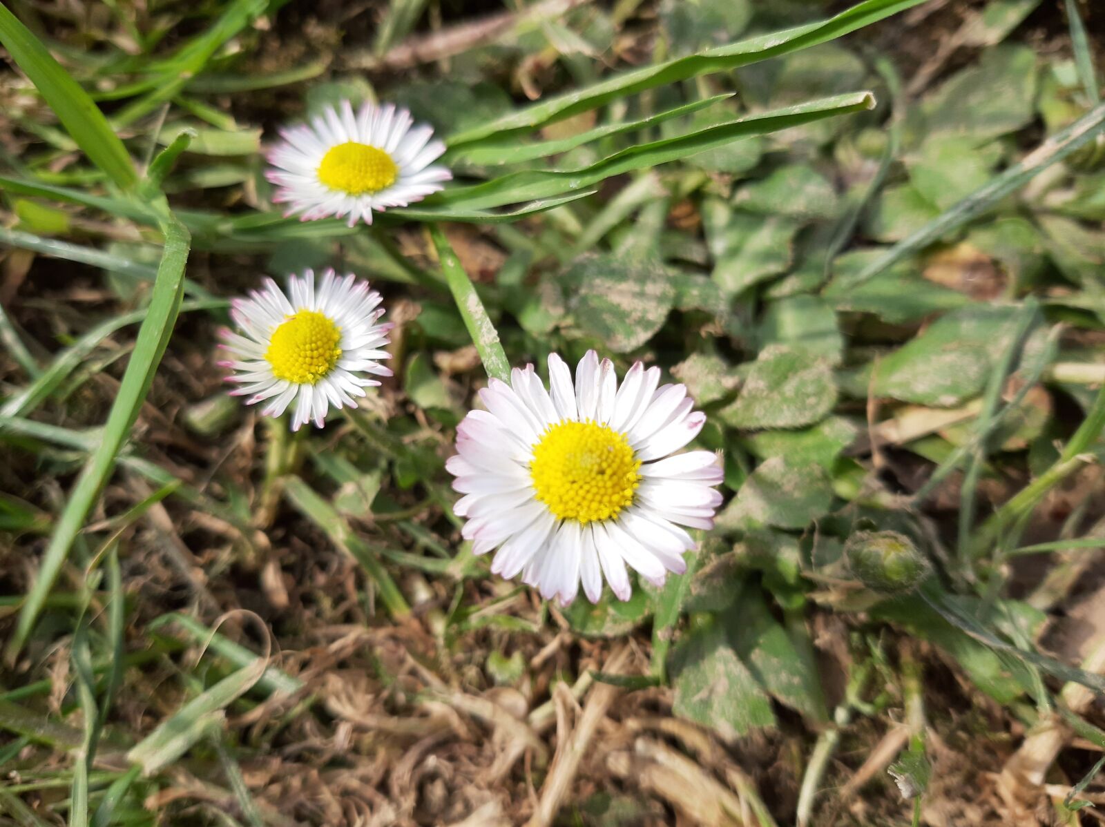 Samsung Galaxy A50 sample photo. Daisy, flower, spring photography