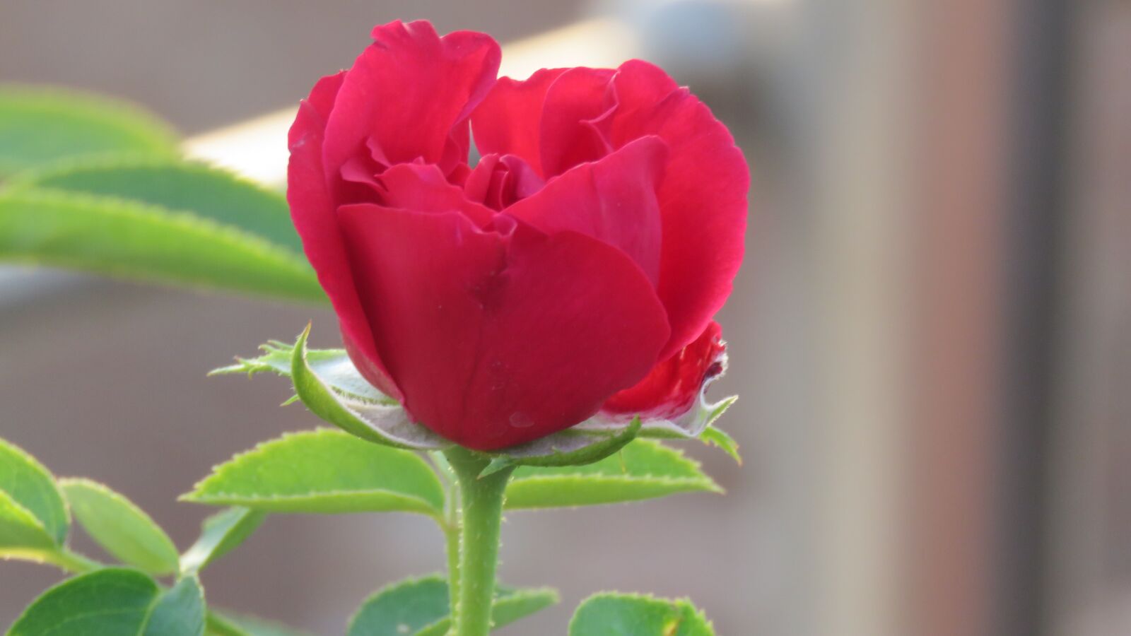 Canon PowerShot SX60 HS sample photo. Red rose flower, rose photography