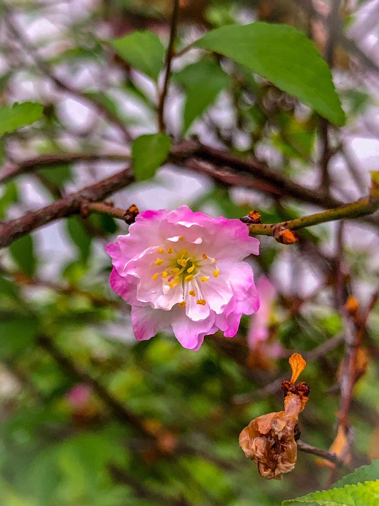 iPhone X back dual camera 4mm f/1.8 sample photo. Flower, tree, nature photography