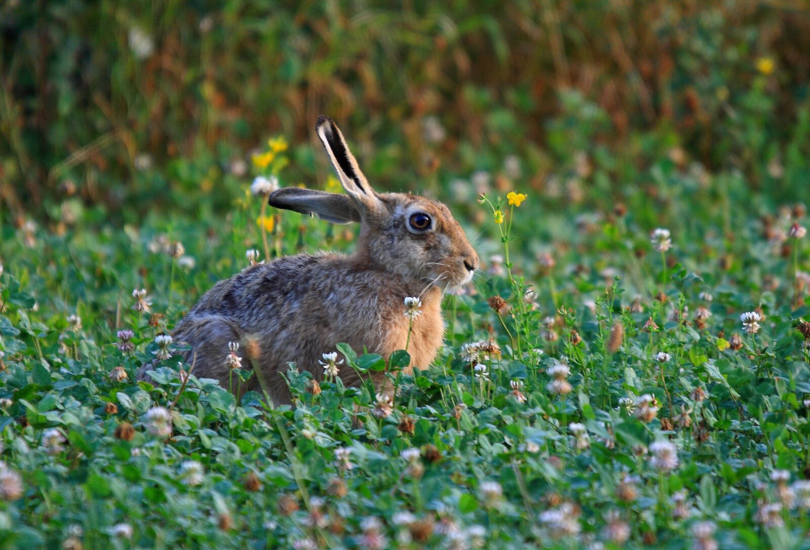 Canon EOS 400D (EOS Digital Rebel XTi / EOS Kiss Digital X) sample photo. Nature, hare, rabbit photography