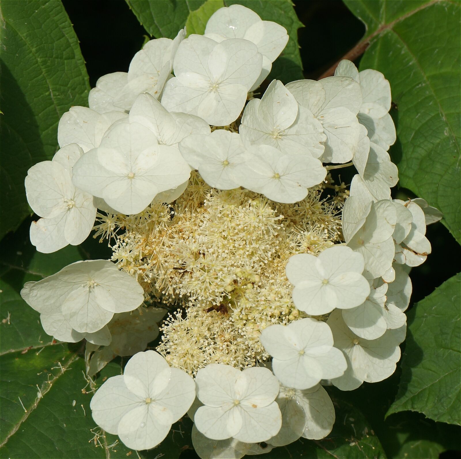 Sony Alpha NEX-5T sample photo. Oak leaf hydrangea, hydrangea photography