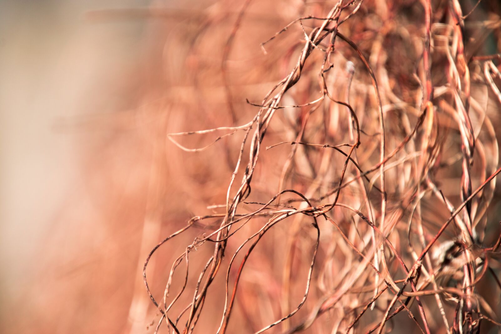 Nikon D3300 sample photo. Nature, background, dry photography