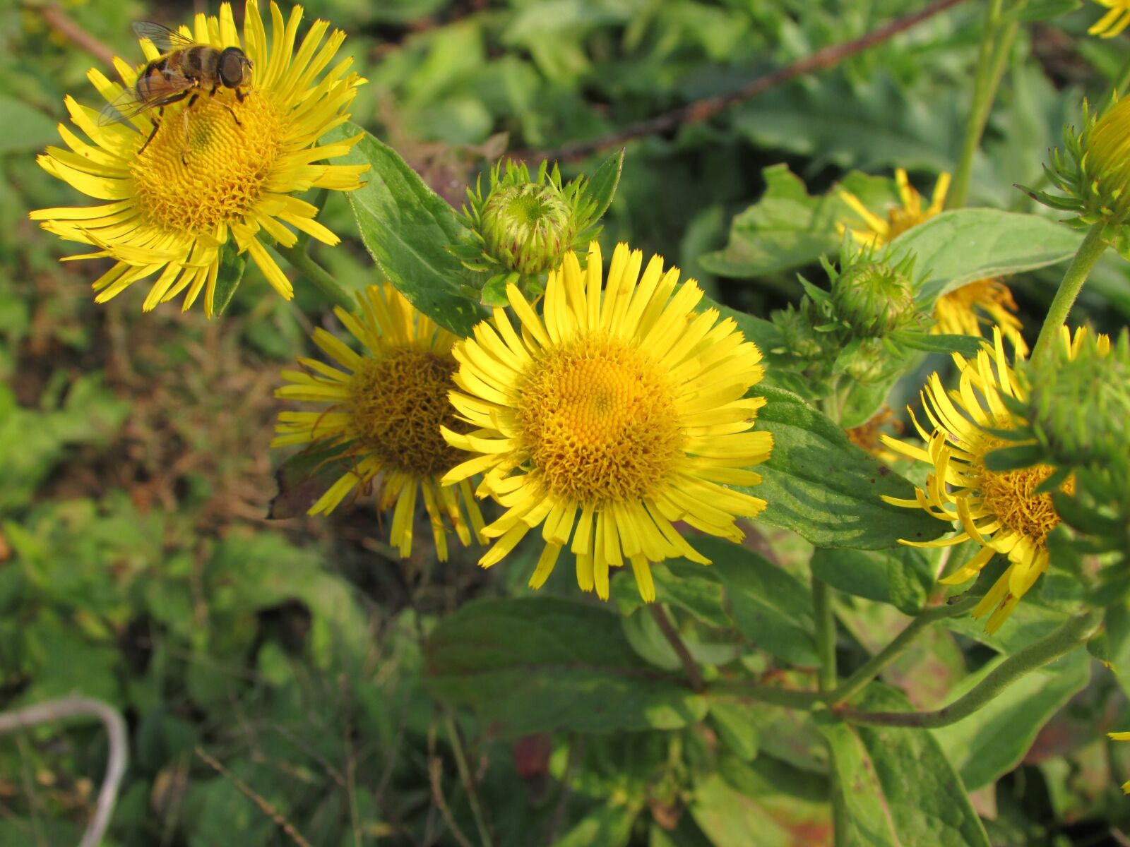 Canon PowerShot SX500 IS sample photo. Flowers, yellow, the scenery photography