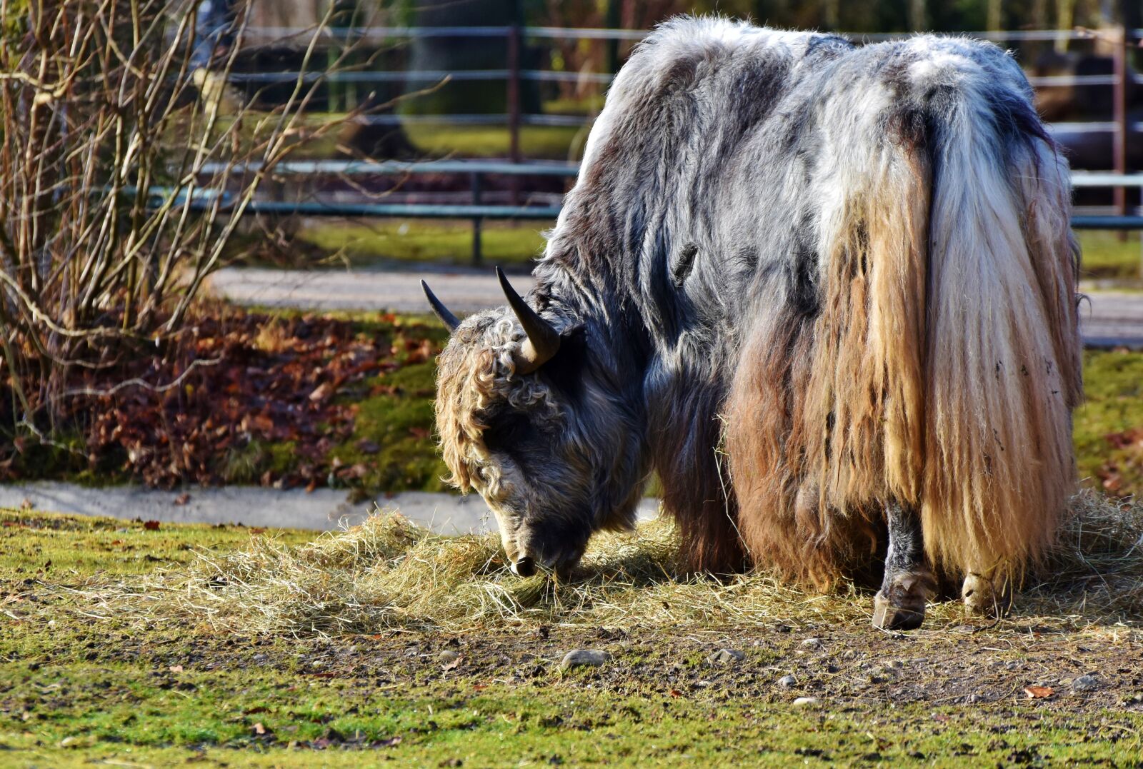 Nikon D7200 sample photo. Wool beef, beef, galloway photography