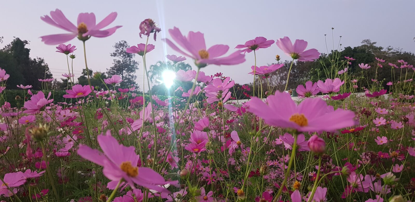 Samsung Galaxy S8+ sample photo. Cosmos flower, pink flower photography