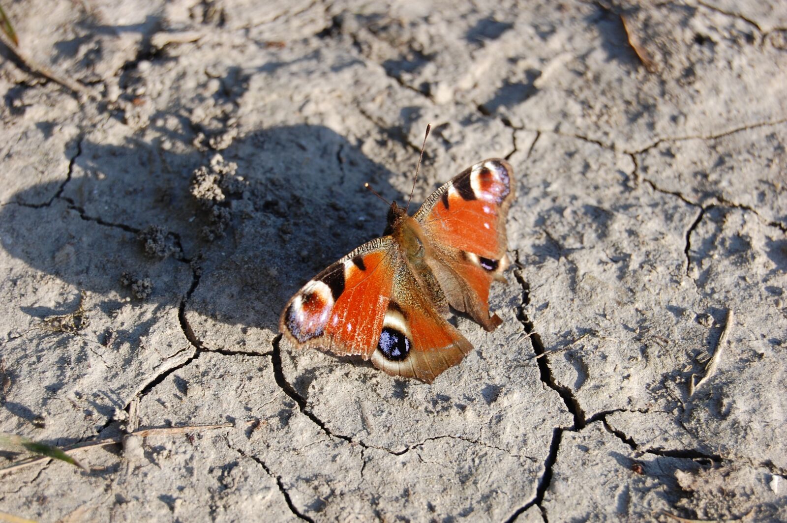 Nikon D40 sample photo. Butterfly, nature, insect photography