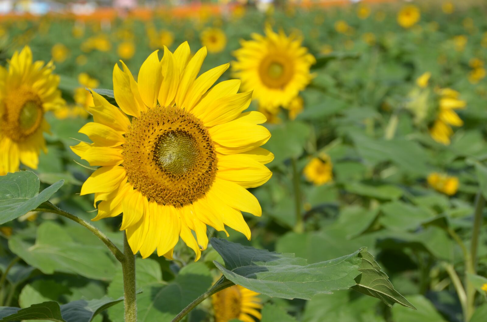 Nikon D5100 sample photo. Sunflower, natural, plant photography