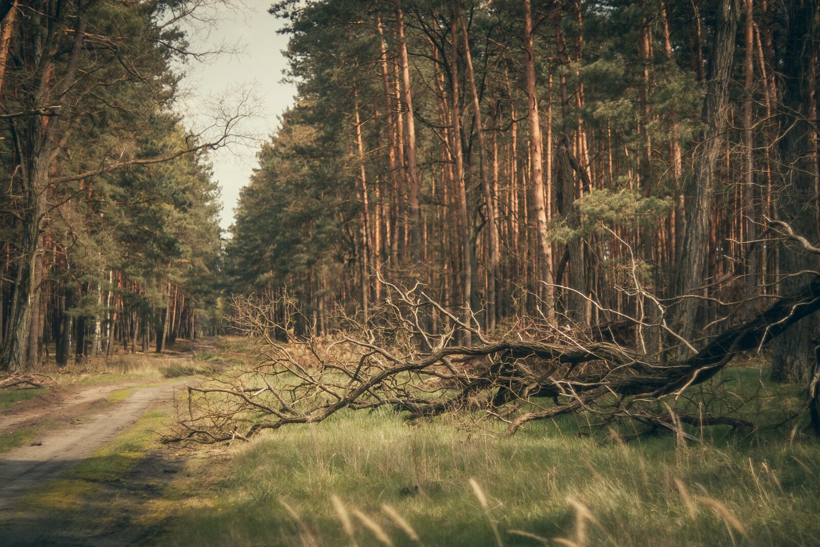 Canon EOS 450D (EOS Rebel XSi / EOS Kiss X2) sample photo. Way, forest, gravel photography