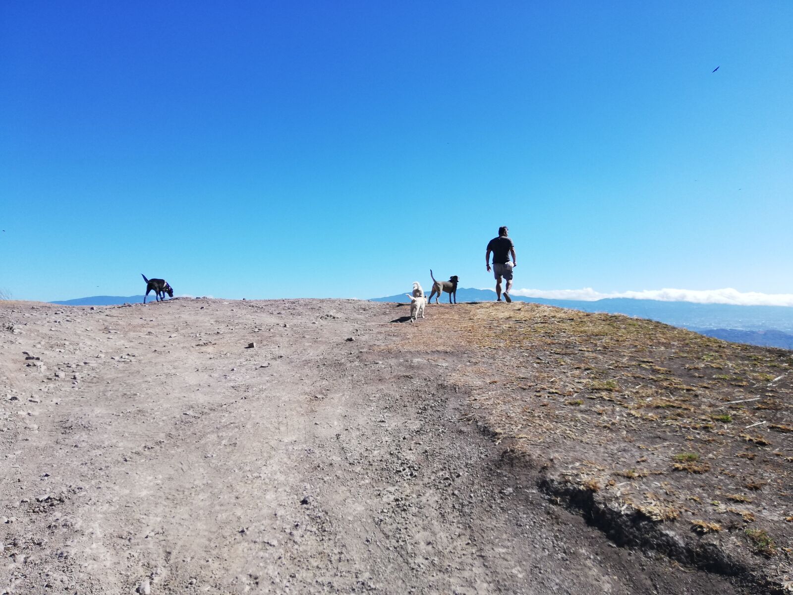 HUAWEI ANE-LX1 sample photo. Dog, training, open air photography