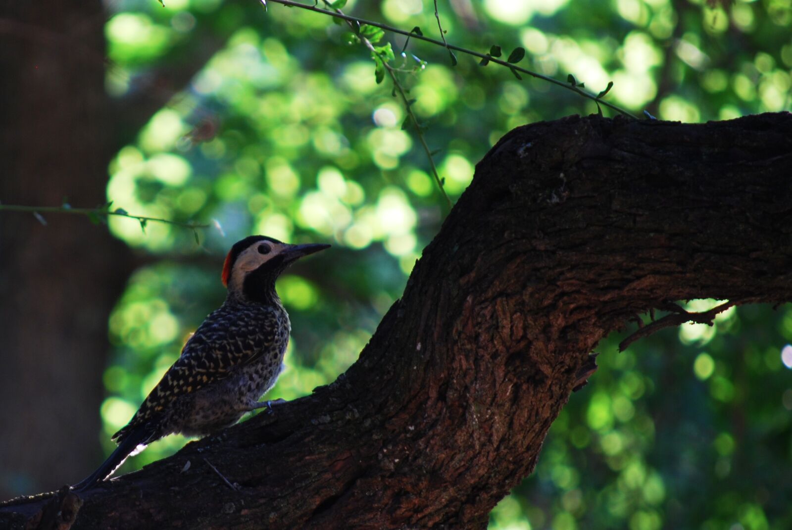 Nikon D60 sample photo. Birds, nature, wild life photography