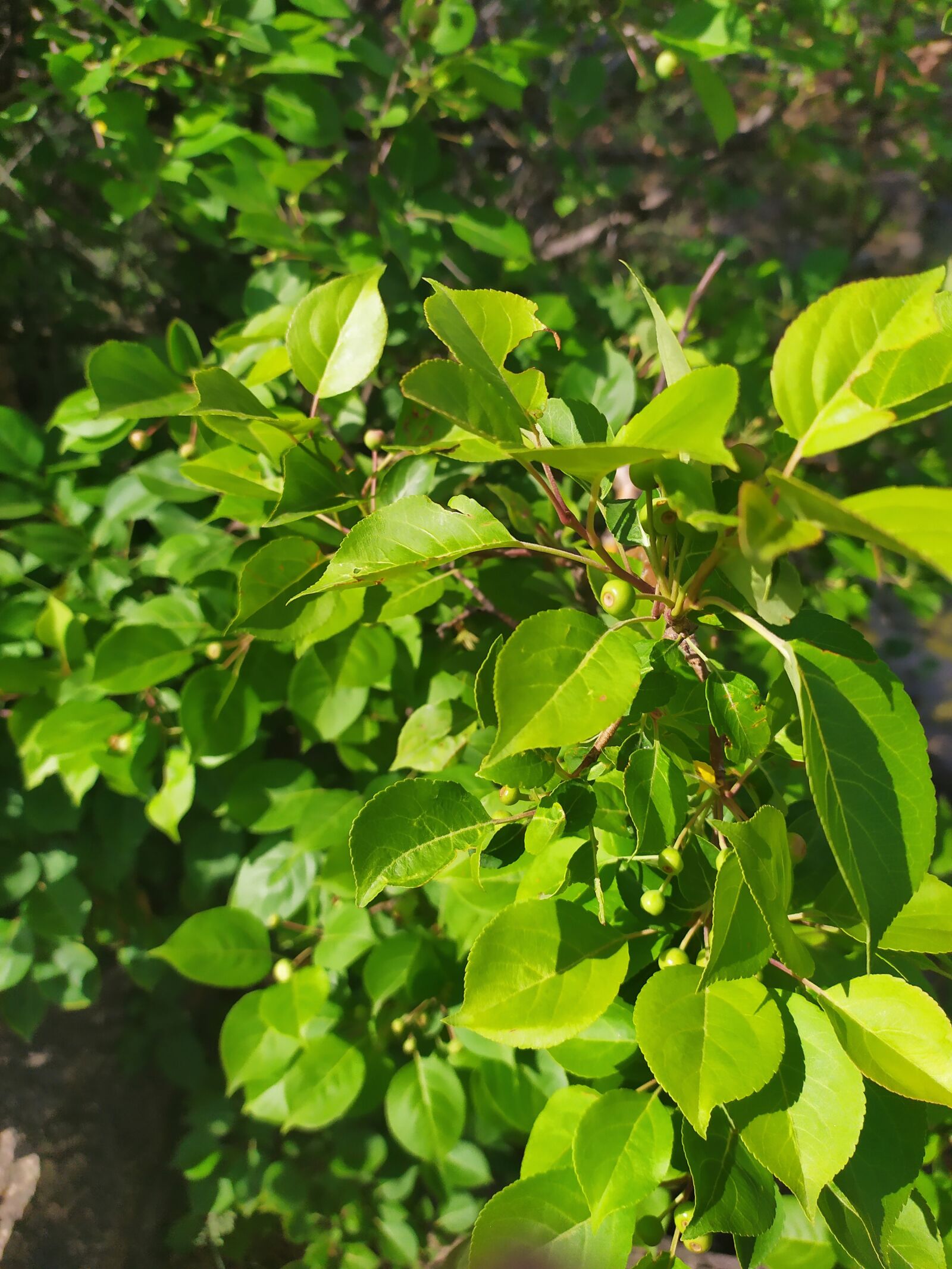 Xiaomi Redmi Note 7 sample photo. Bush, grass, green photography