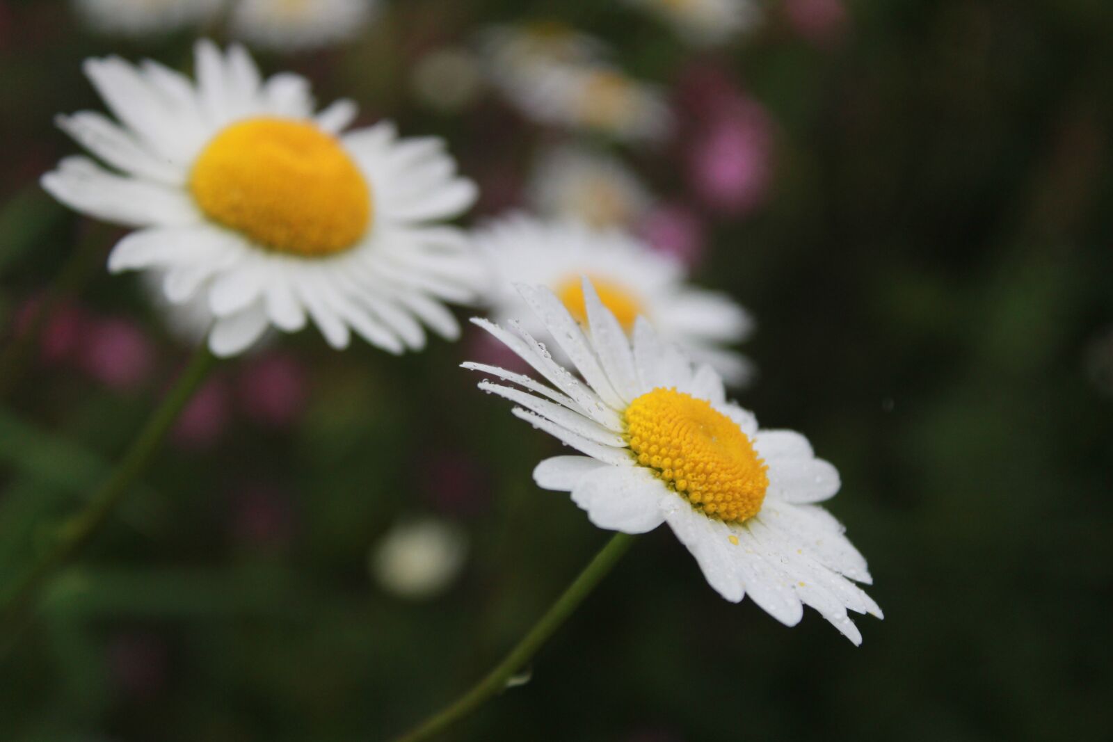 Canon EOS 1300D (EOS Rebel T6 / EOS Kiss X80) sample photo. Flowers, bloom, blossom photography