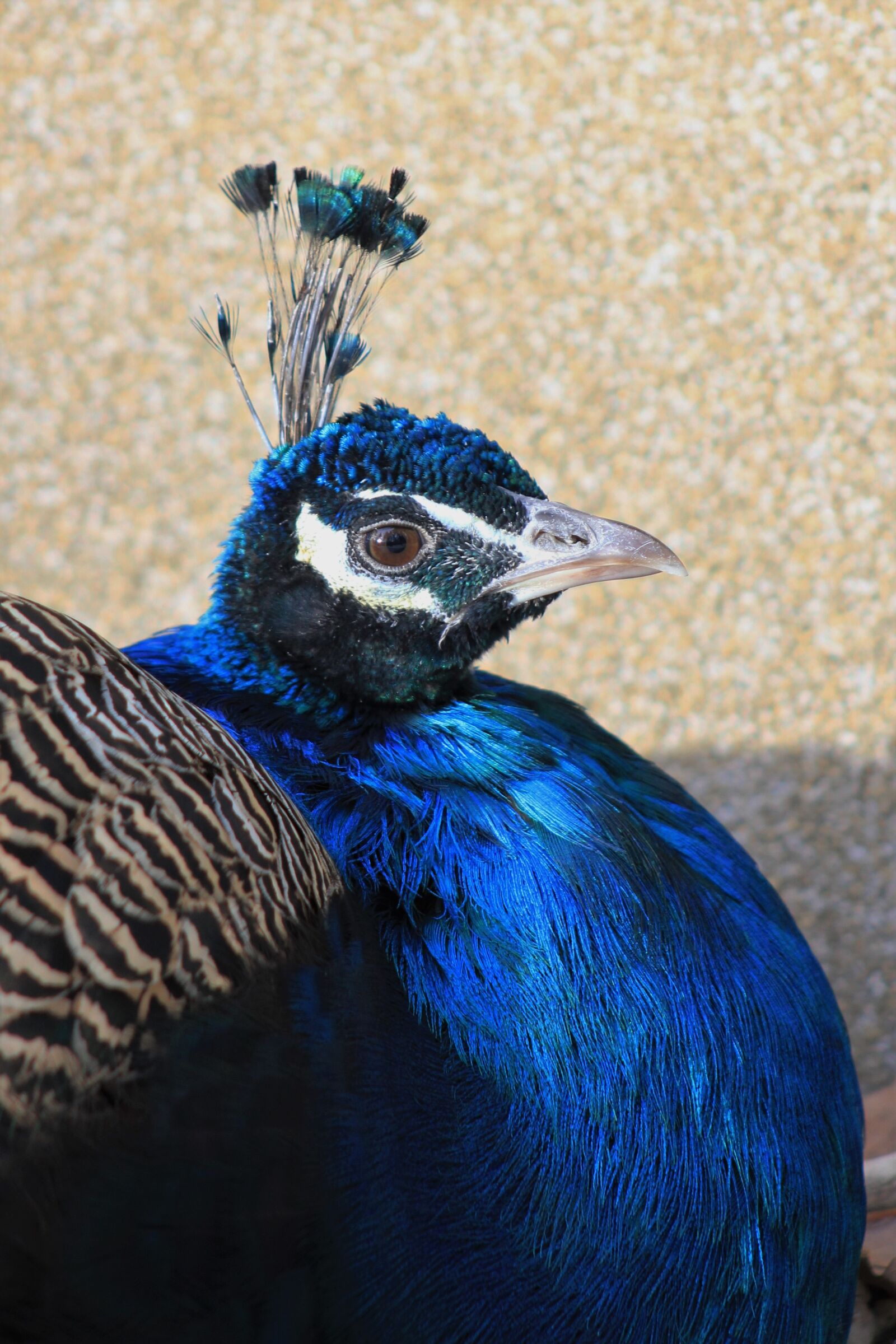 Canon EF75-300mm f/4-5.6 sample photo. Feather, bird, peacock photography