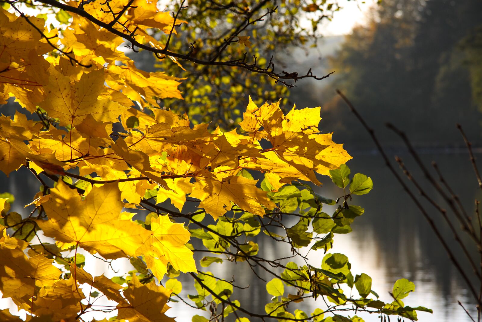 Canon EOS 50D sample photo. Autumn, fall foliage, yellow photography