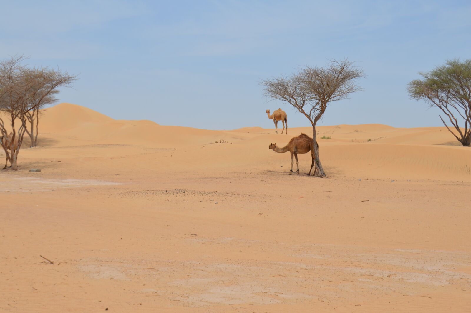 Nikon D3200 sample photo. Desert, camel, arabic photography