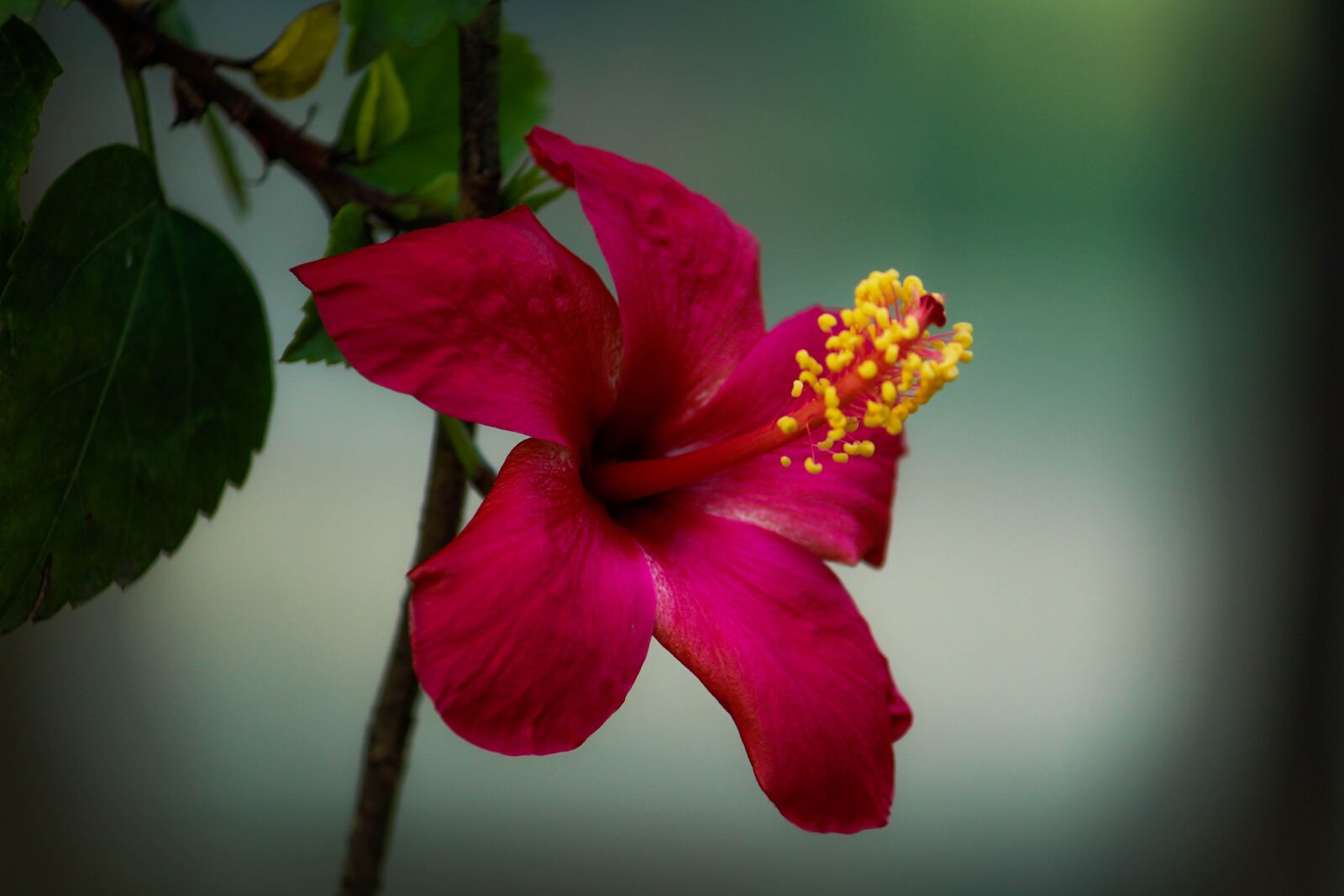 Canon EOS 1300D (EOS Rebel T6 / EOS Kiss X80) sample photo. Flower, red, garden photography