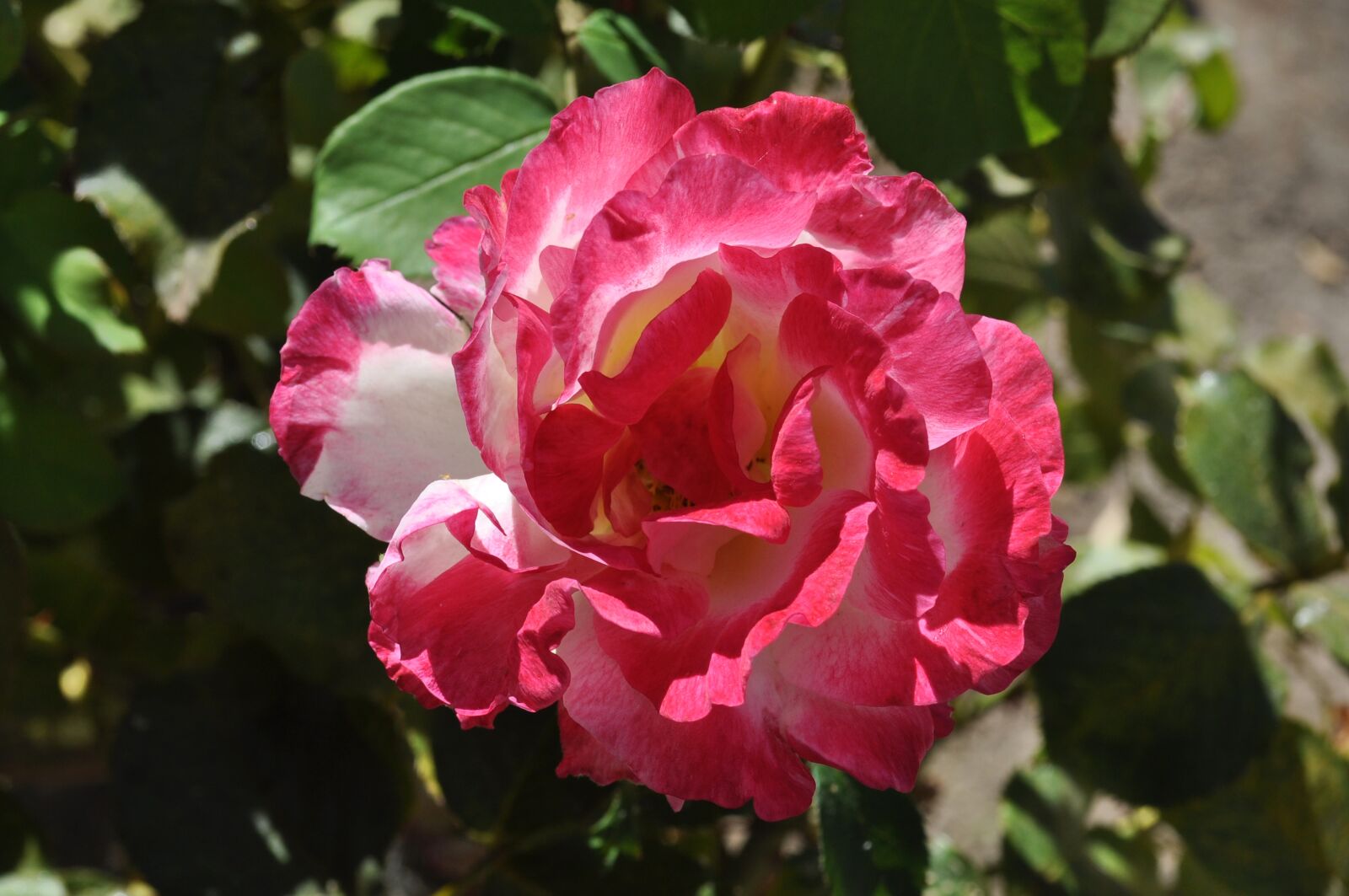 Nikon D5000 sample photo. Flower, blossom, plant photography