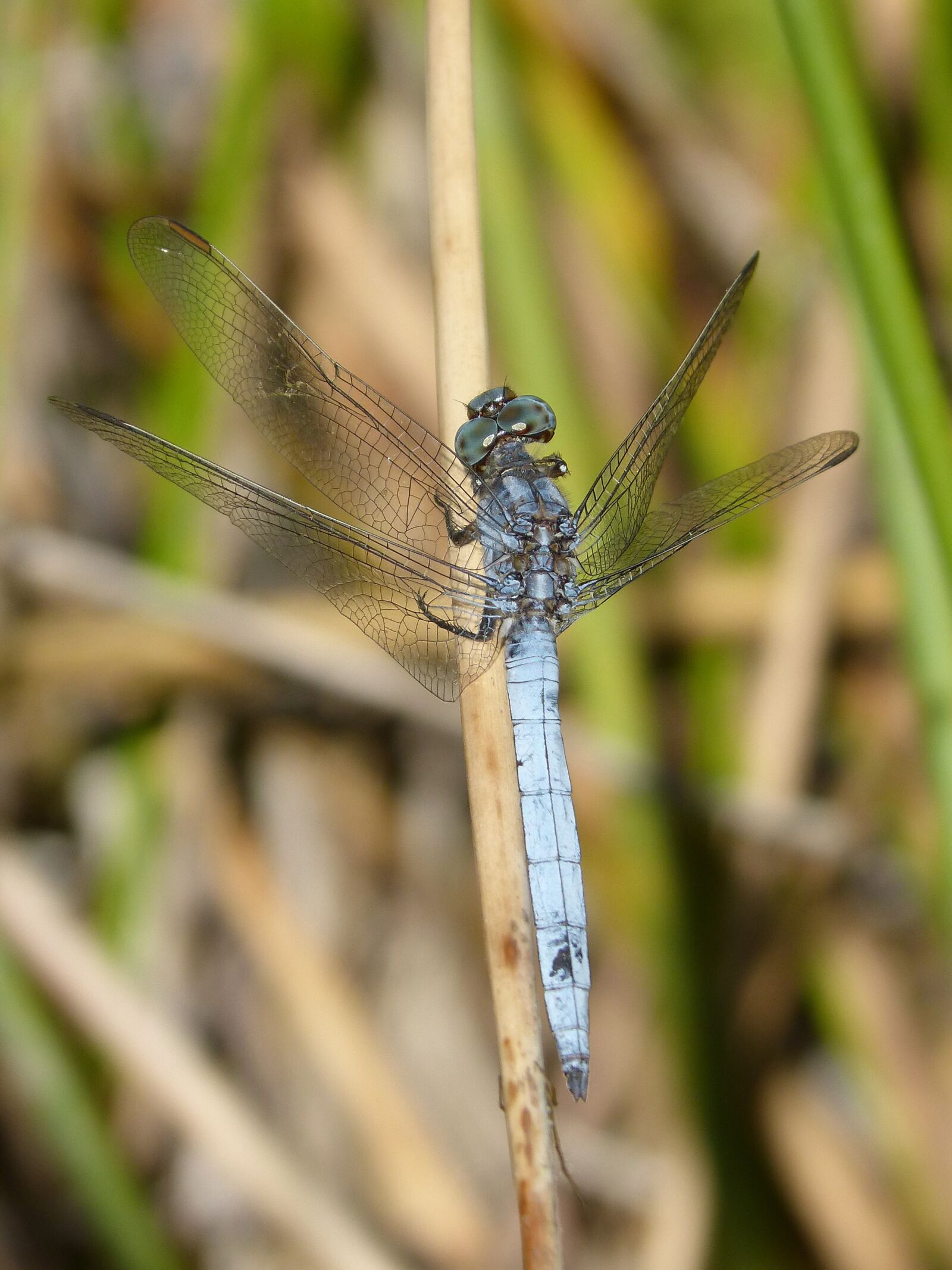Panasonic DMC-FZ62 sample photo. Dragonfly, blue dragonfly, orthetrum photography