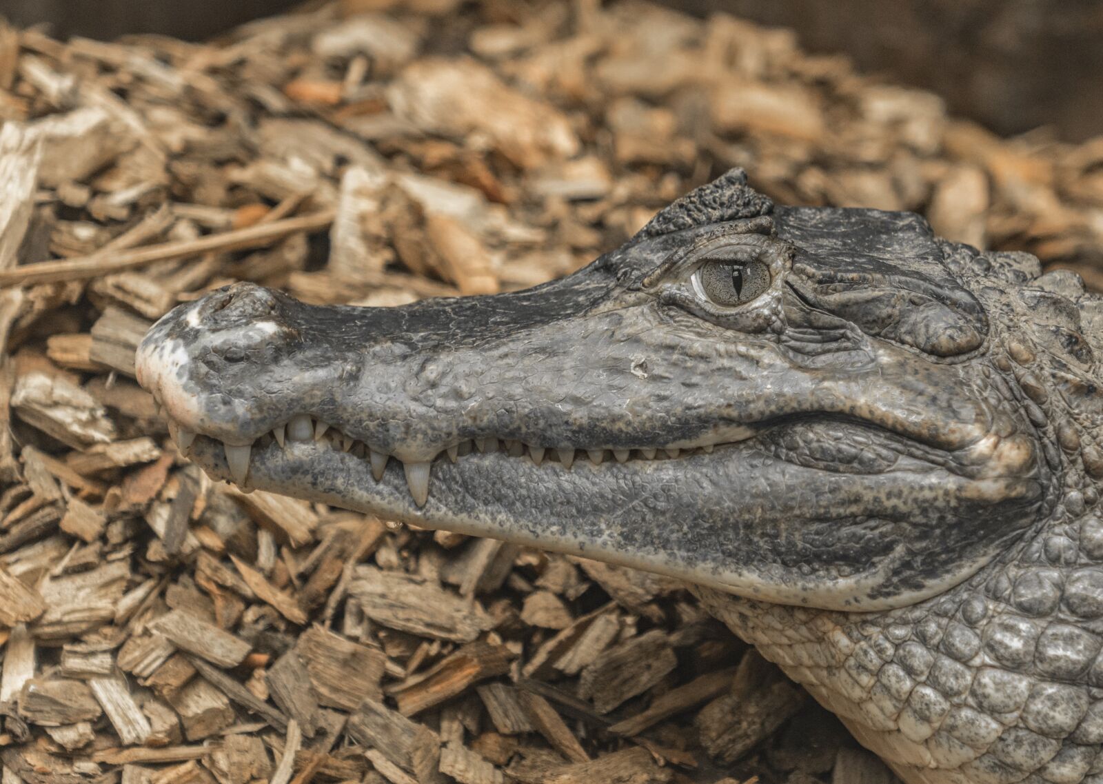 Nikon D500 sample photo. Nature, reptile, animal world photography