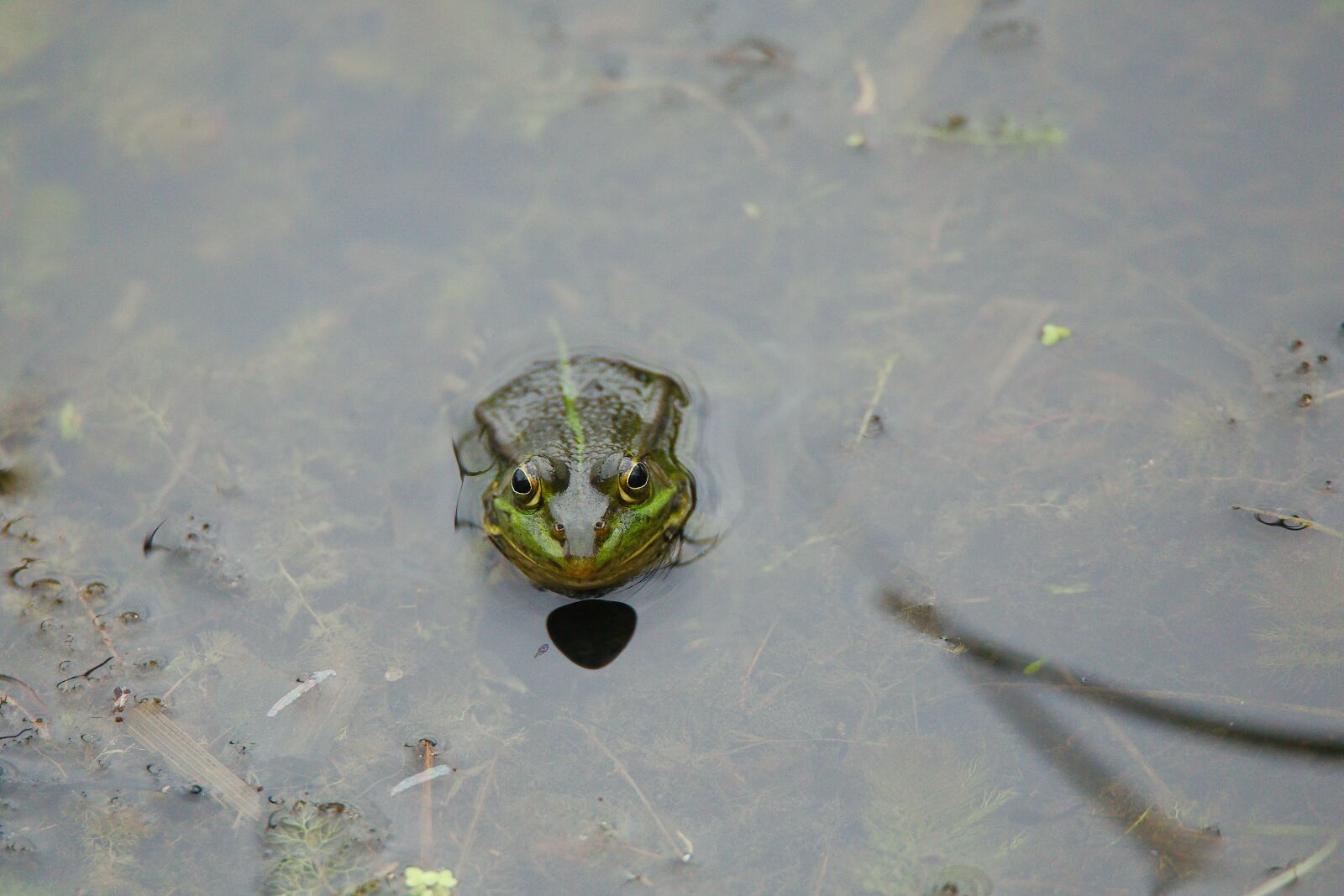 Canon EOS 6D sample photo. Waters, nature, puddle photography