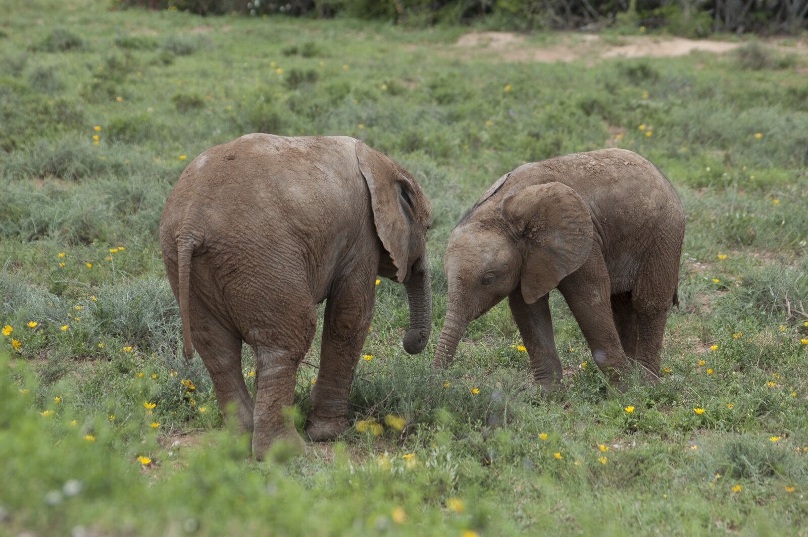 Nikon D70s sample photo. Elephant, small, cute photography