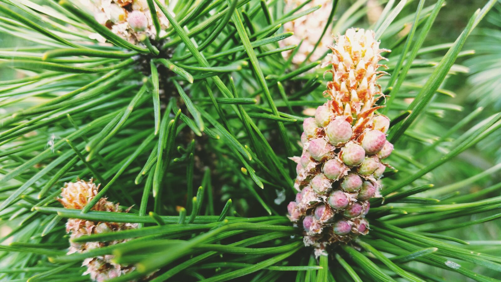 Samsung Galaxy S5 sample photo. Spruce, macro, branch photography