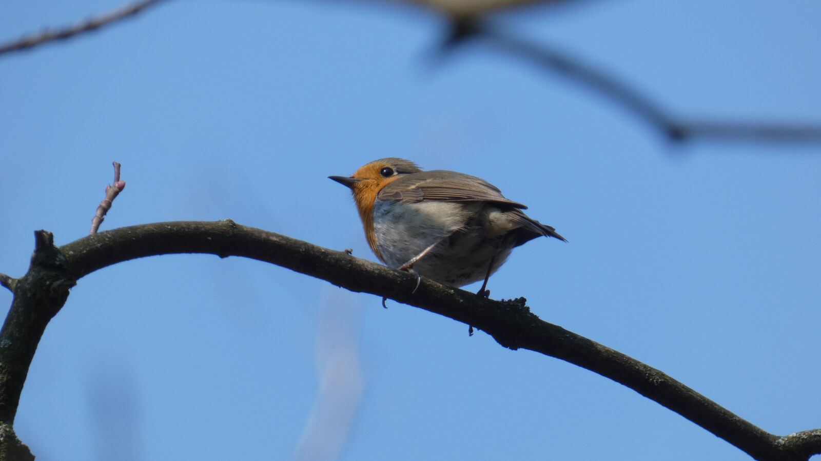 Panasonic Lumix DC-FZ80 (Lumix DC-FZ82) sample photo. Robin, bird, songbird photography