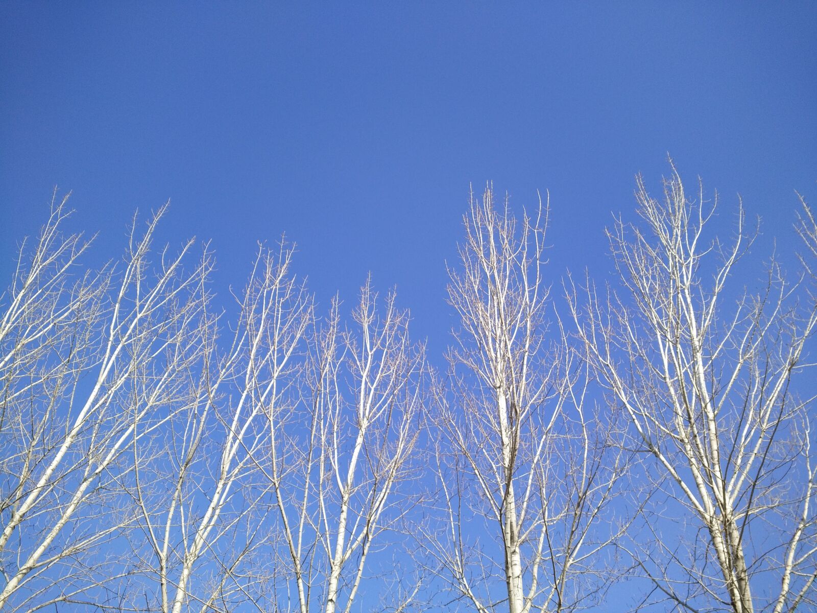 OPPO R8207 sample photo. Blue sky, tree, light photography