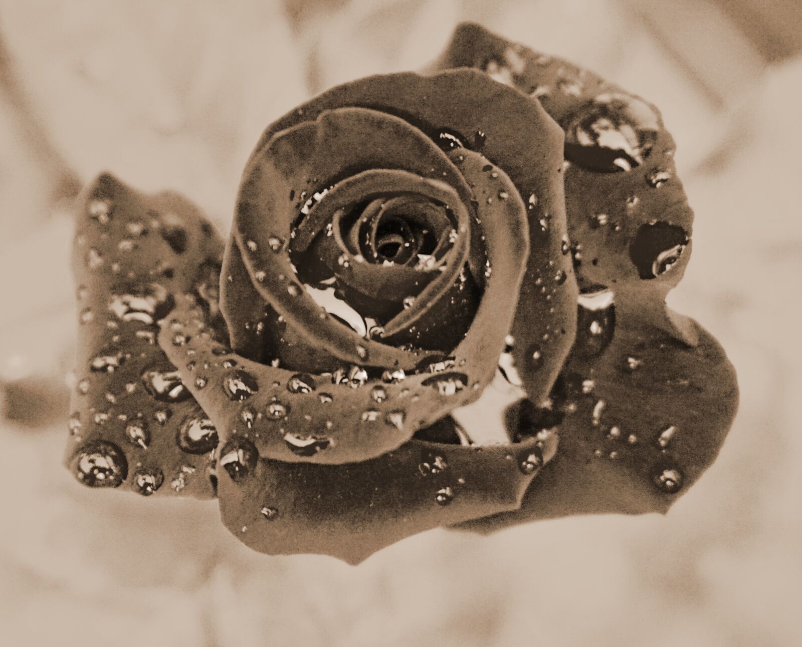 Sony a6000 sample photo. Roses, garden, plant photography