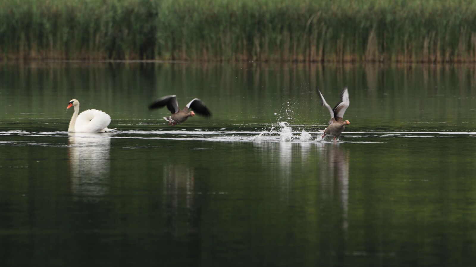 150-600mm F5-6.3 DG OS HSM | Contemporary 015 sample photo. Goose, lake, water photography