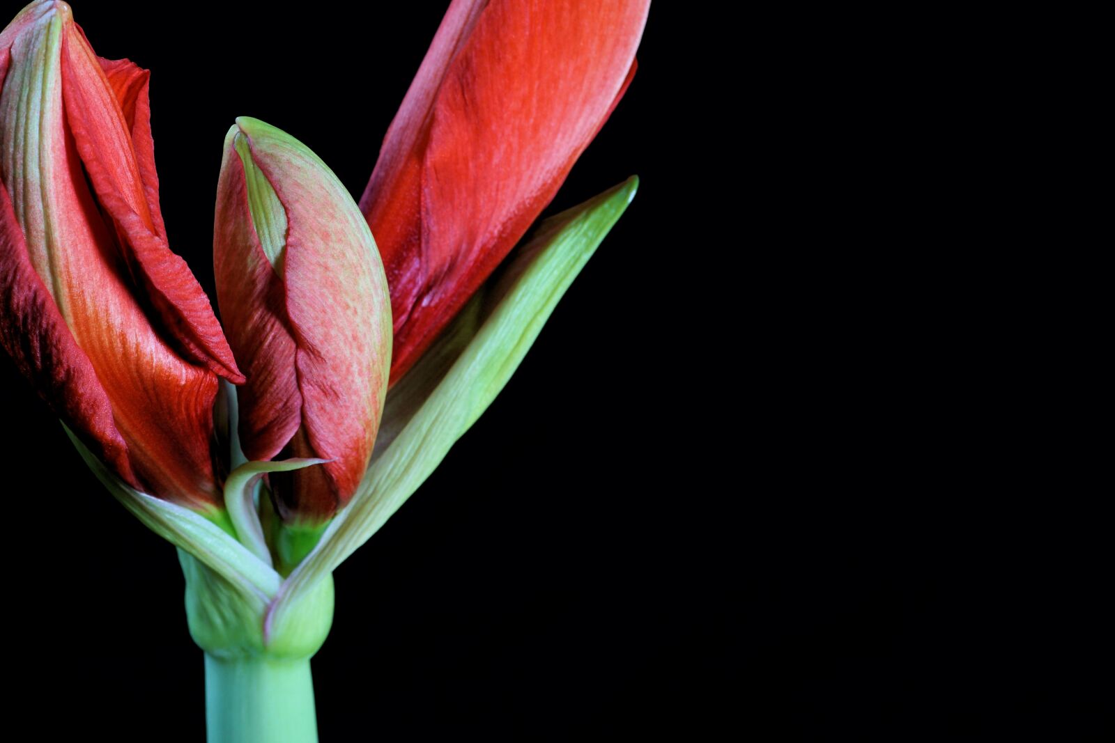 Sony E 30mm F3.5 Macro sample photo. Flower, amaryllis, nature photography