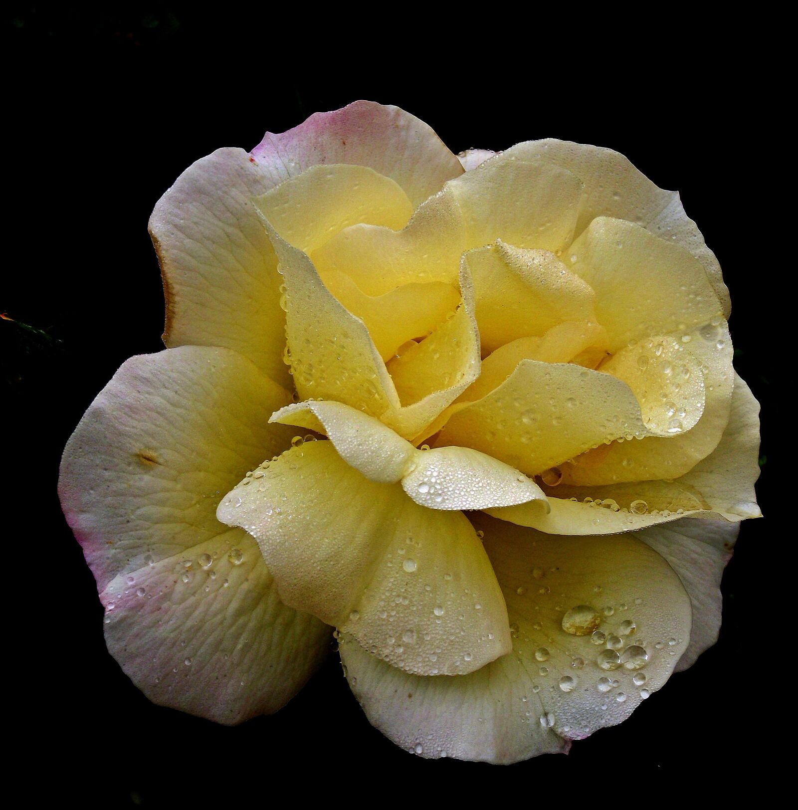 FujiFilm FinePix S1600 (FinePix S1770) sample photo. Rose, tea, flower photography