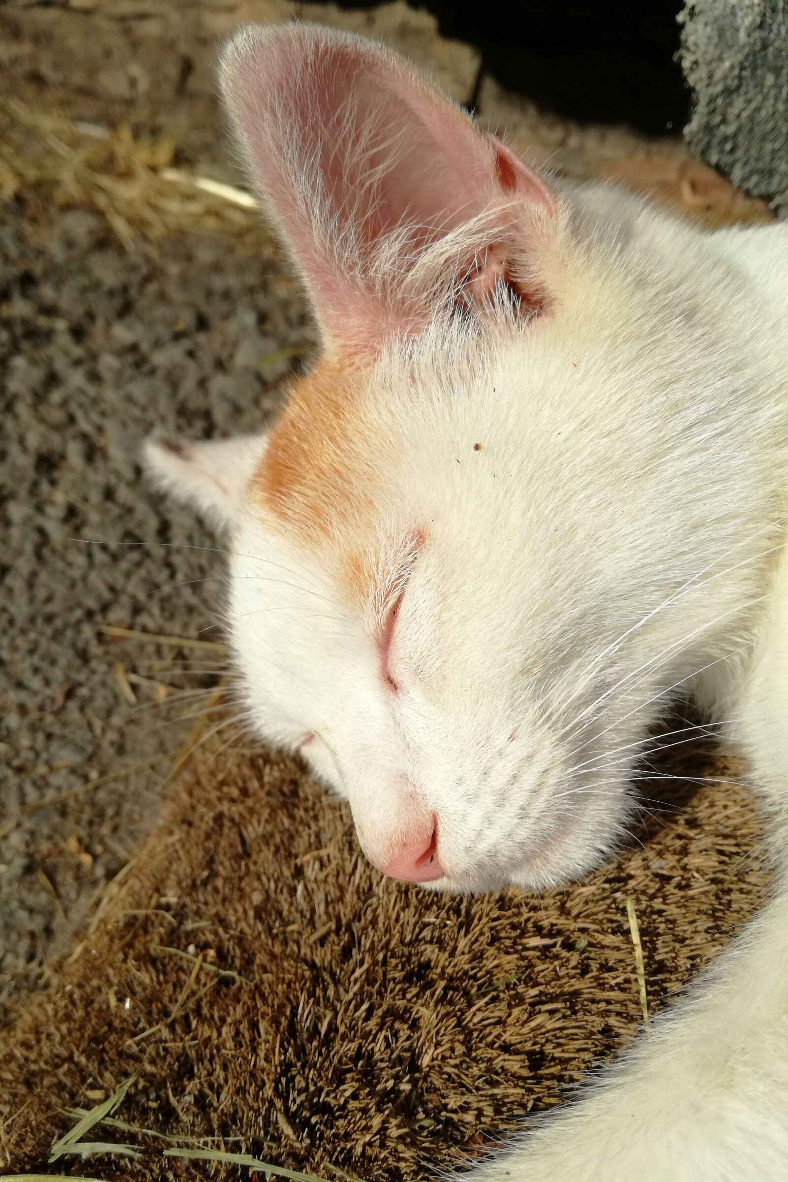 HUAWEI P9 LITE sample photo. Cat, sleep, harmony photography