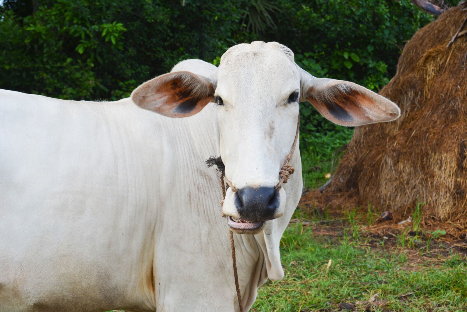 Nikon D5200 sample photo. Cow, animal, livestock photography