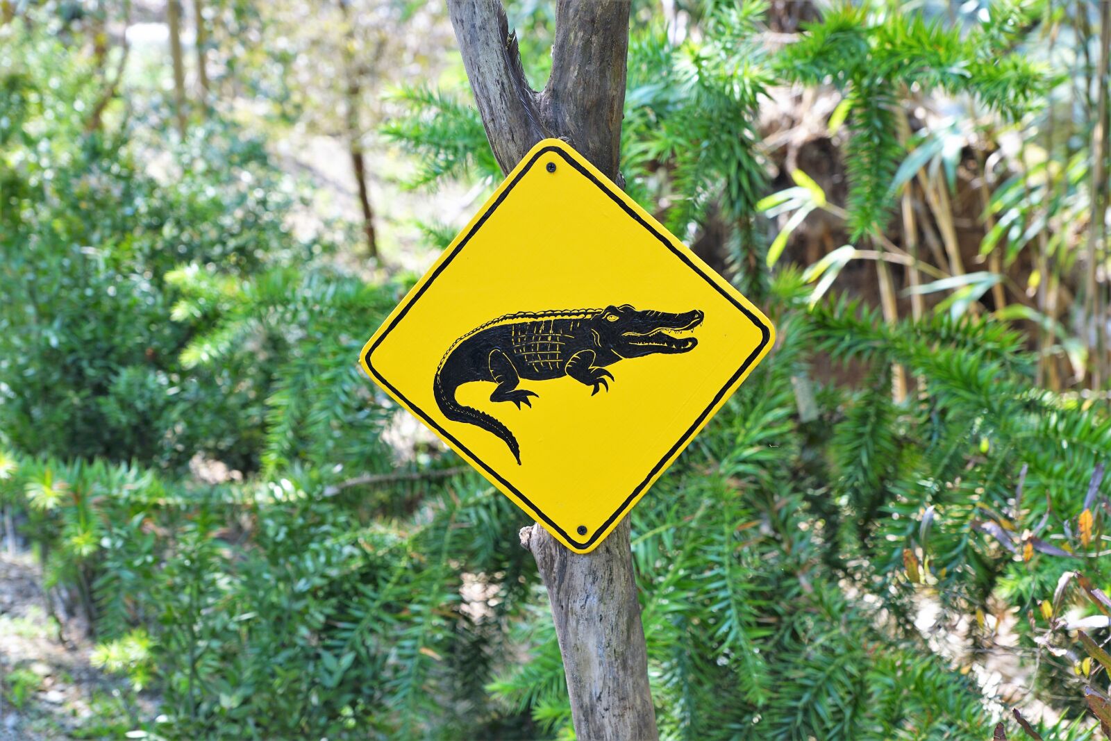 Sony ILCA-77M2 + Sony DT 16-50mm F2.8 SSM sample photo. Australia, shield, nature photography