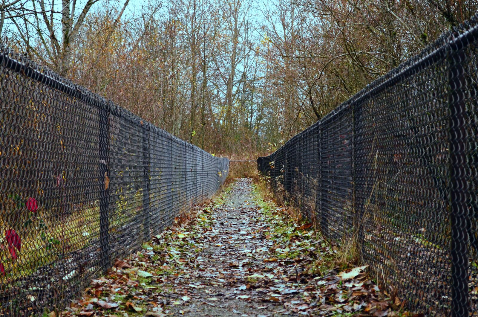 Nikon D5100 sample photo. Pathway, trail, fence photography