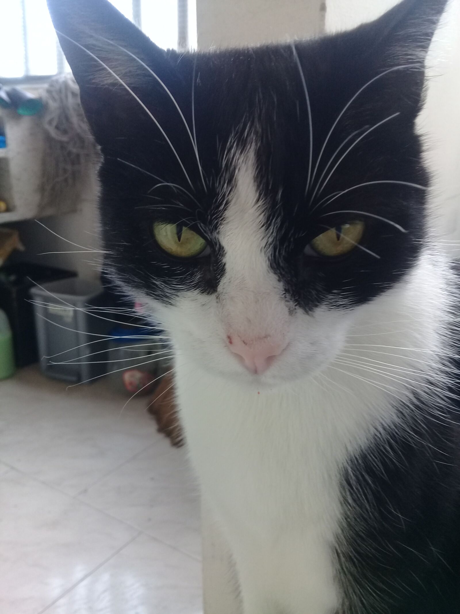 Samsung Galaxy J2 Prime sample photo. Cat, cat eyes tender photography