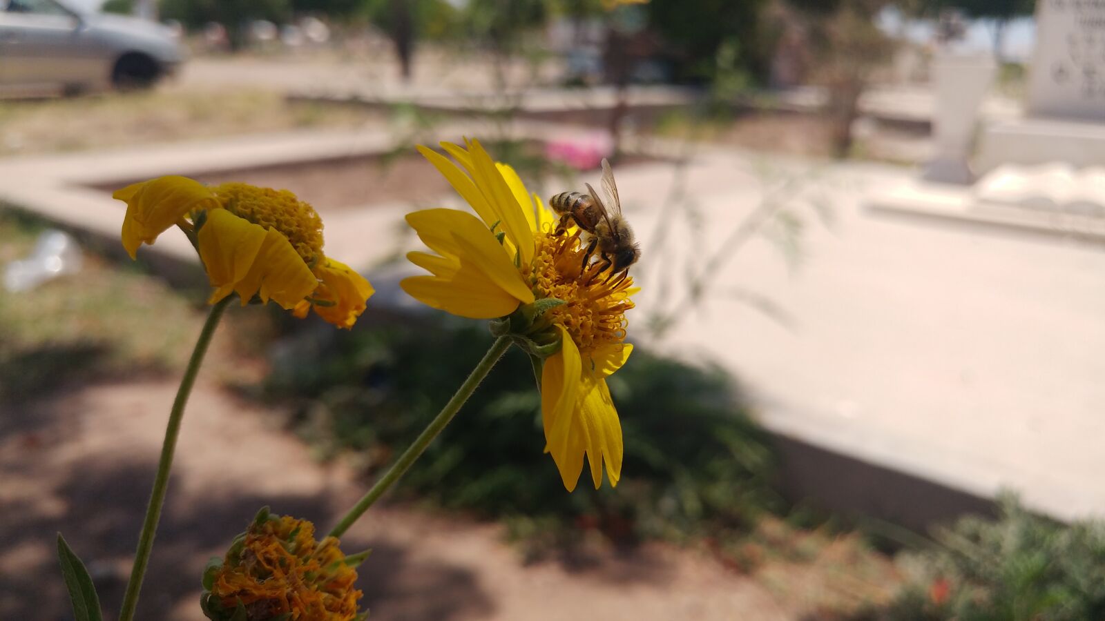 LG G5 SE sample photo. Bee, flower, wild photography