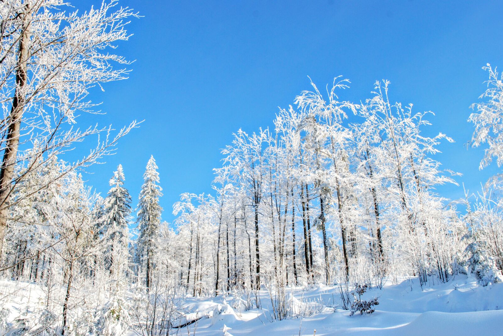 Nikon D80 sample photo. Snow, winter, cold photography