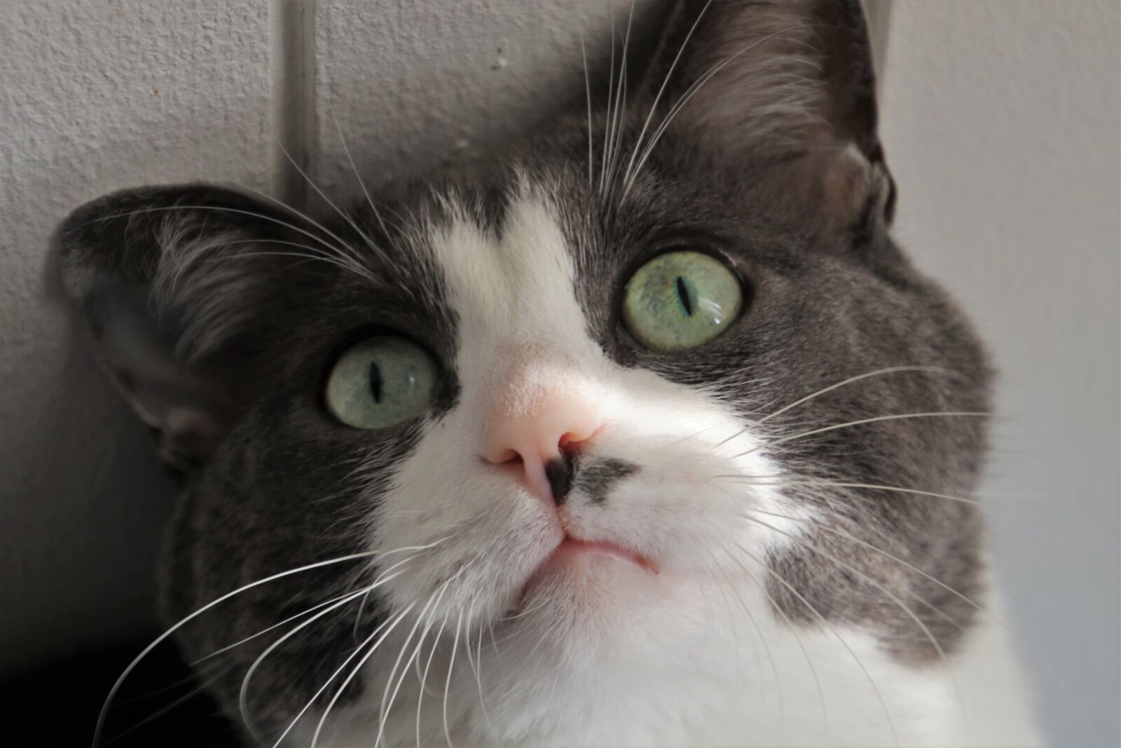 Canon EOS 80D sample photo. Cat, looks, eyes photography