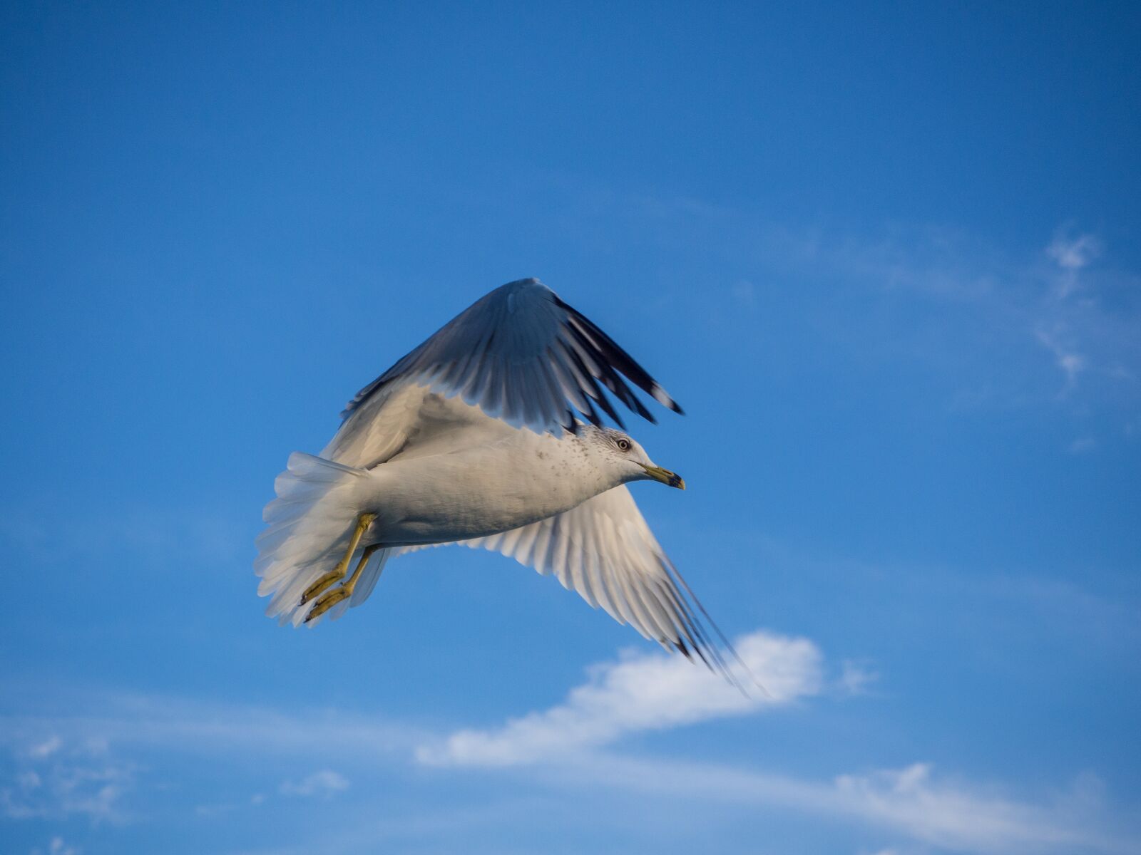 Olympus OM-D E-M10 II sample photo. Seagull, flying, bird photography