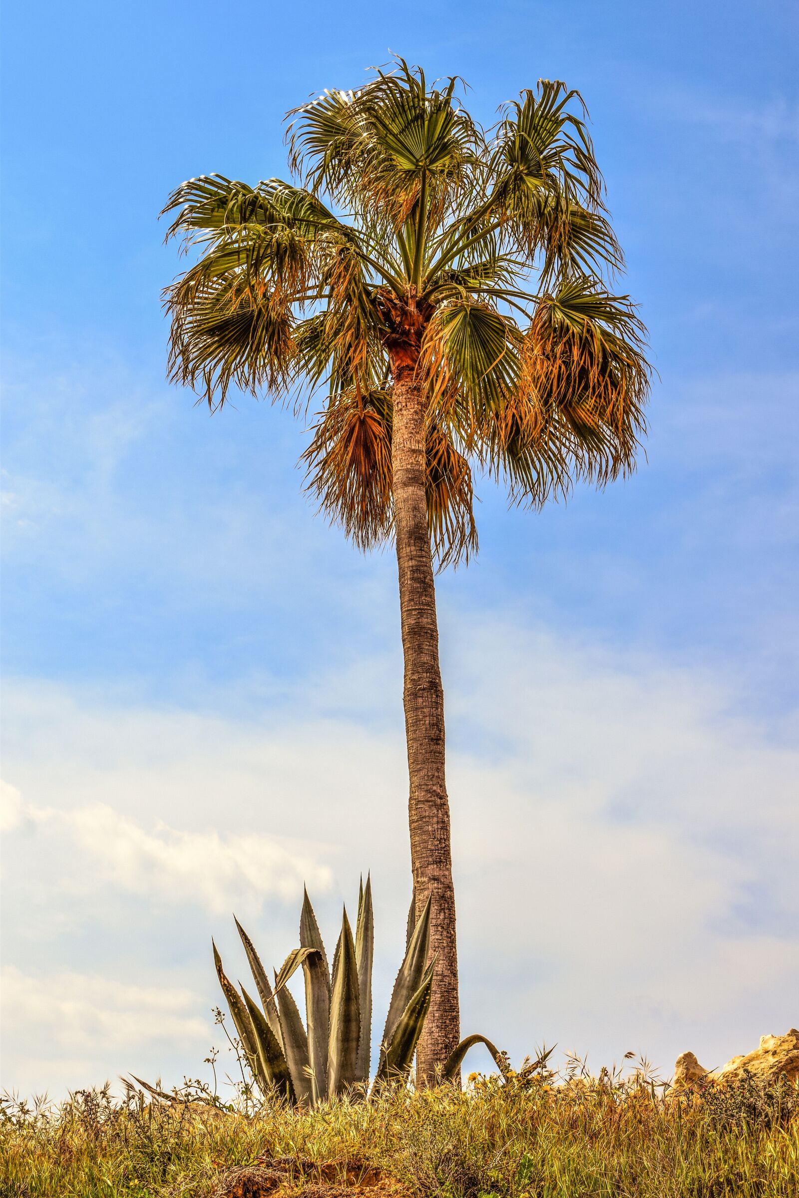 Nikon D3300 sample photo. Palm tree, aloe vera photography
