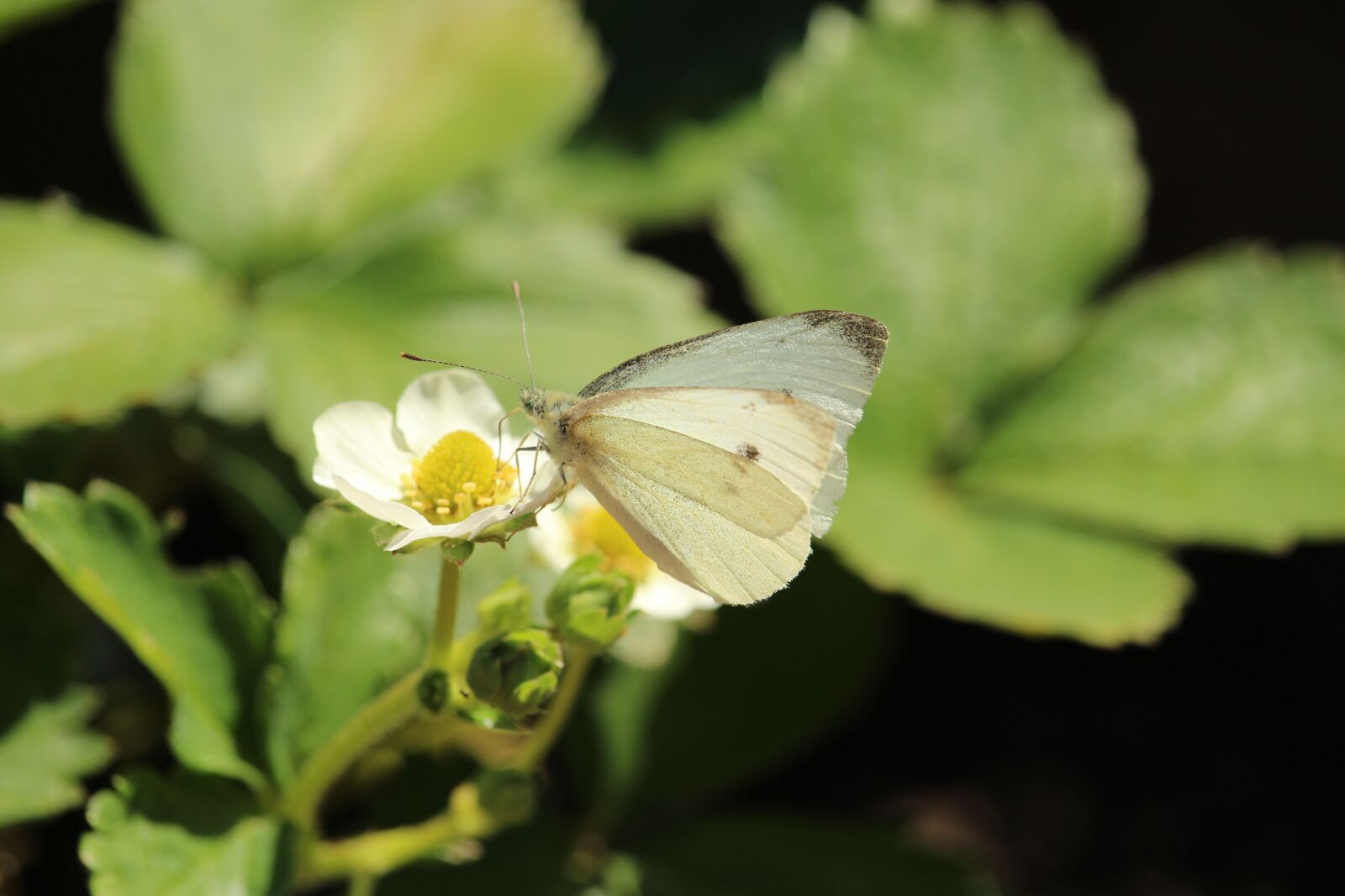 Canon EOS 1200D (EOS Rebel T5 / EOS Kiss X70 / EOS Hi) sample photo. Butterfly, strawberry flower, white photography