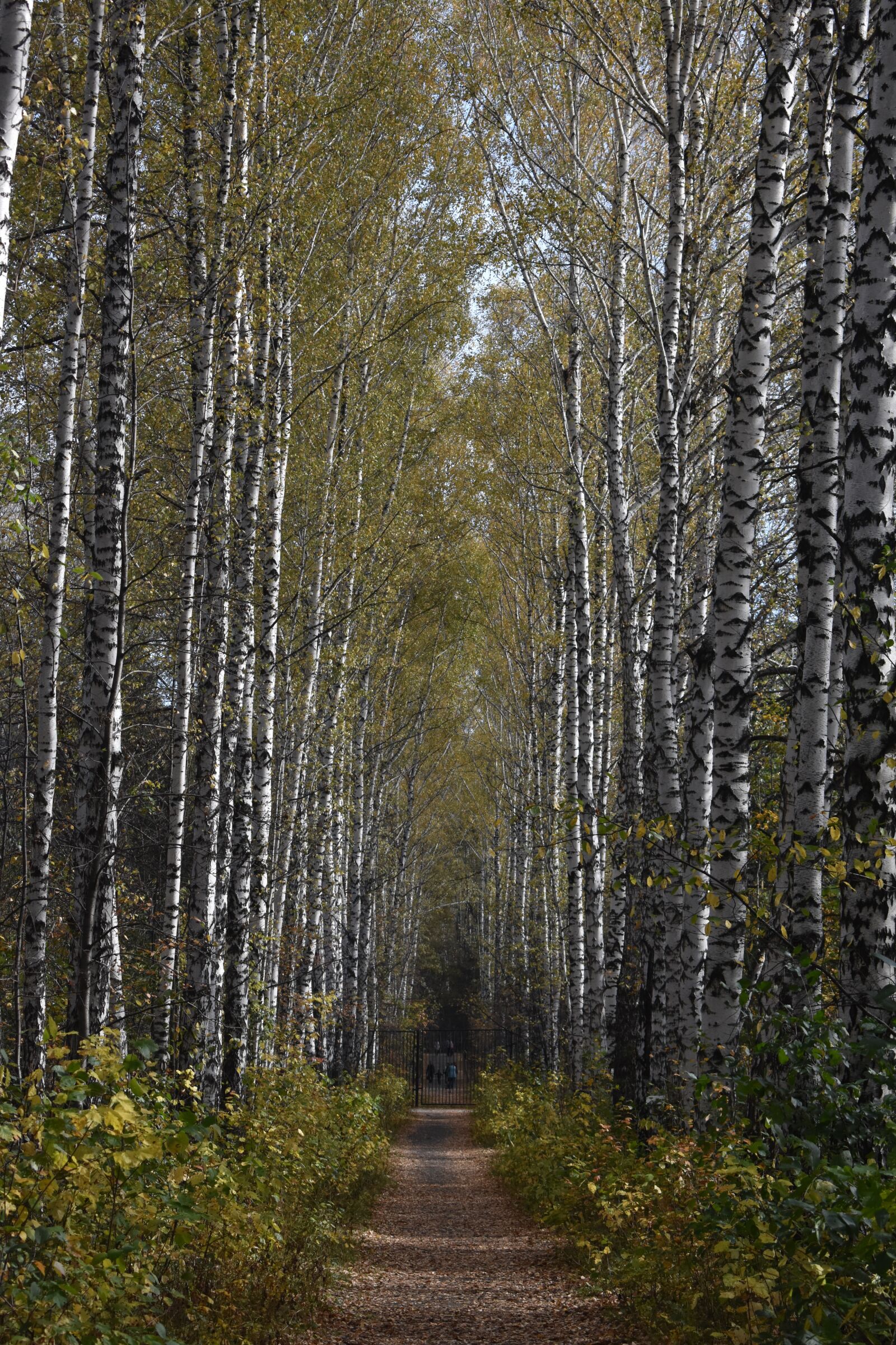 Nikon D3400 sample photo. Birch, alley, autumn photography