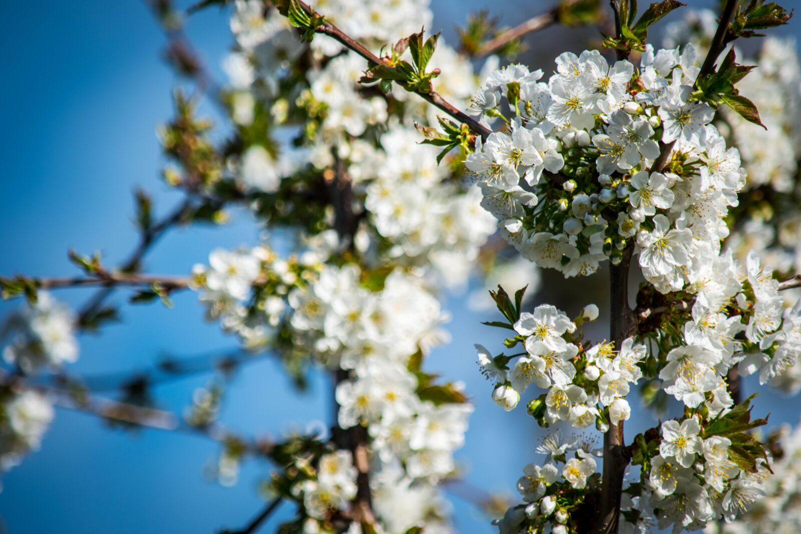 Nikon D5600 sample photo. Nature, tree, aesthetic photography