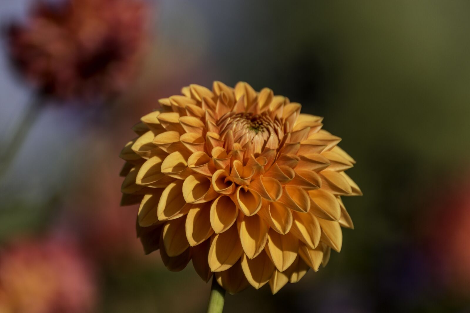 Canon EOS 600D (Rebel EOS T3i / EOS Kiss X5) sample photo. Flower, dahlia, autumn photography