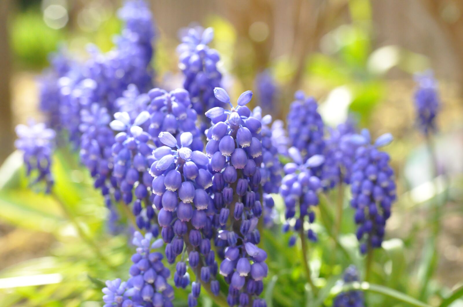 Nikon D90 sample photo. Blue, spring, flowers photography