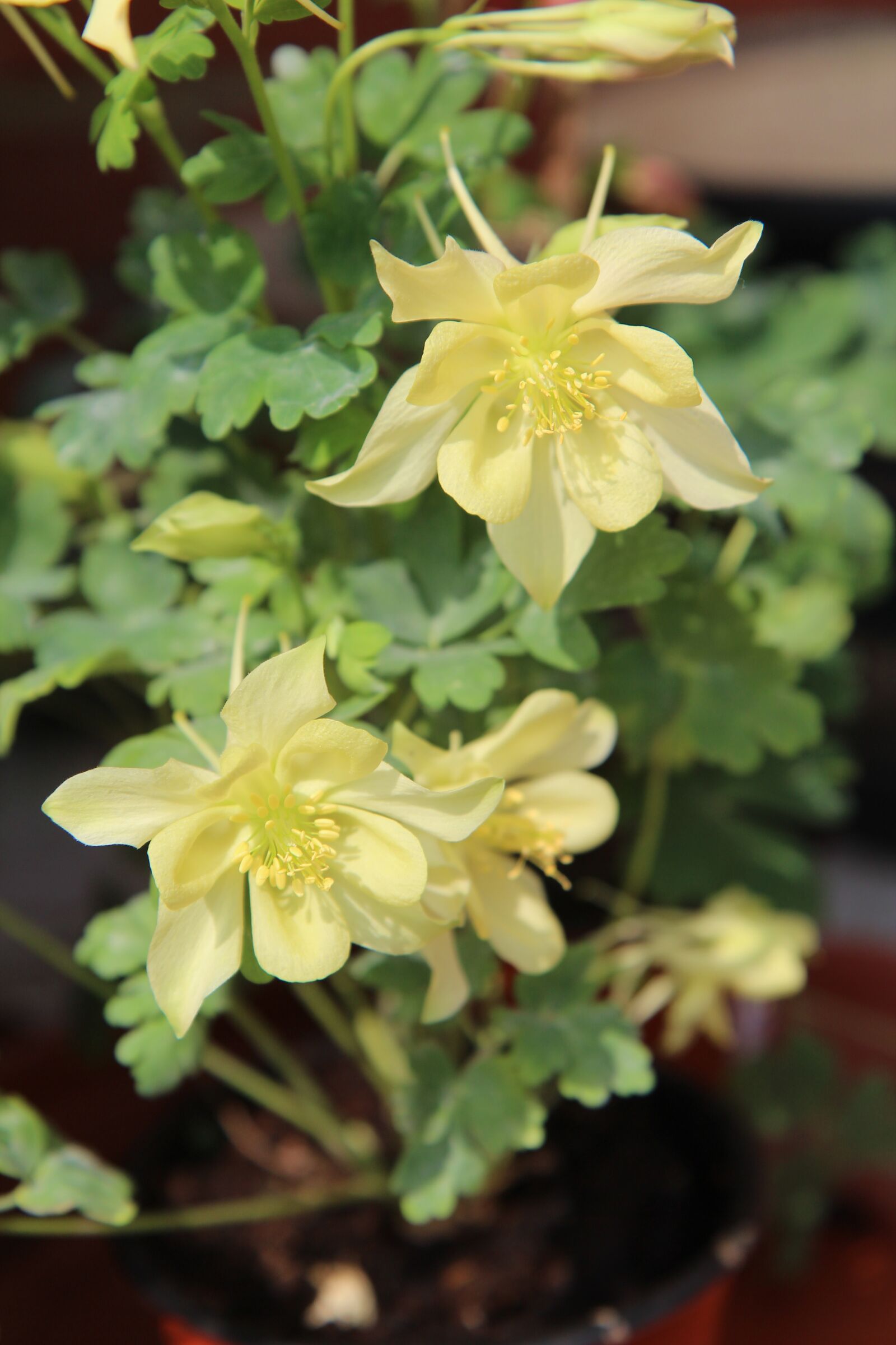 Canon EOS 600D (Rebel EOS T3i / EOS Kiss X5) sample photo. Columbine, ancolie yellow, flowering photography