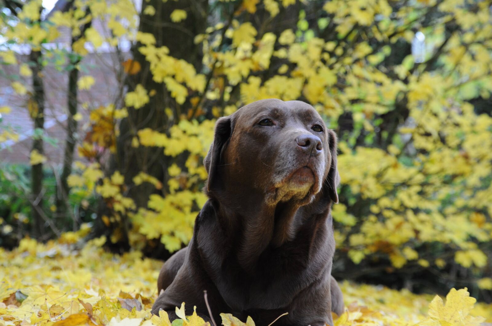 Nikon D5000 sample photo. Dog, hunting dog, garden photography